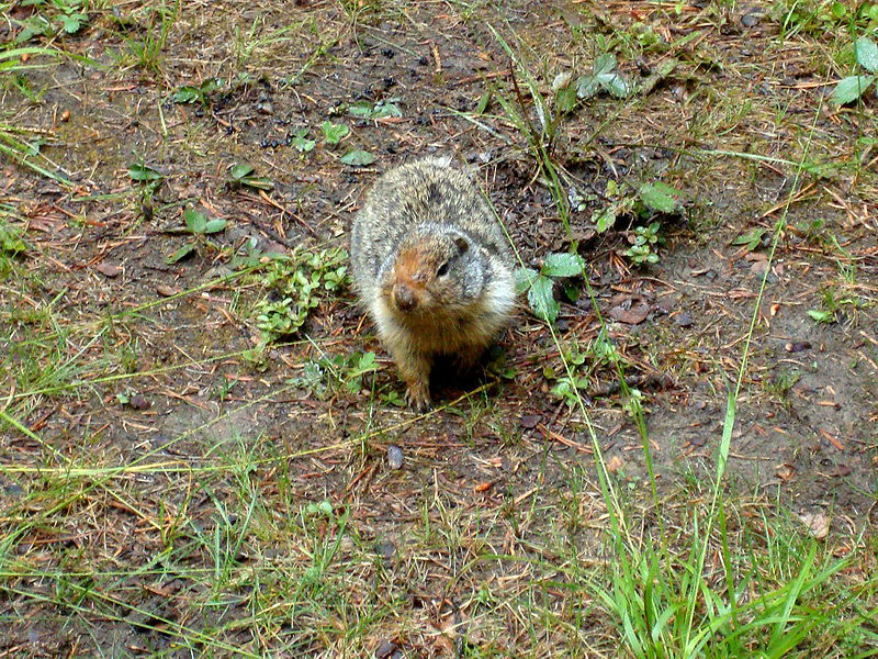 090719_003_whistlerscampground_groundsquirrel