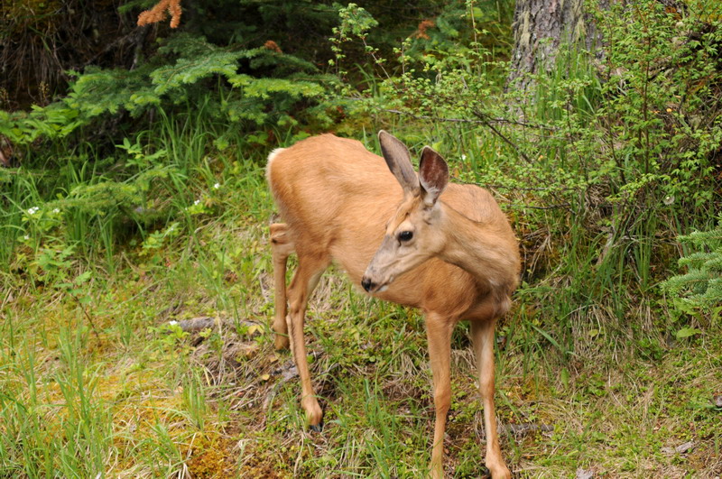 090719_047_medicinelakedeer