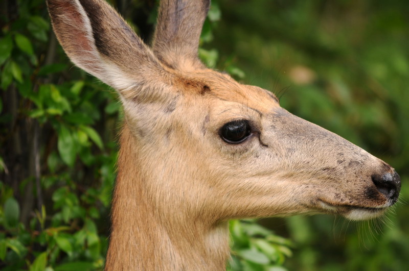090719_048_medicinelakedeer
