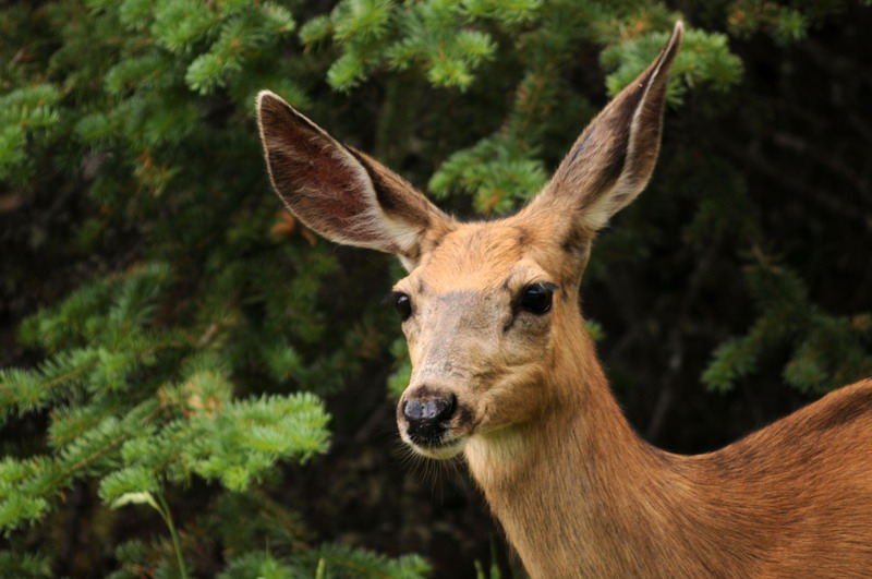 090719_054_medicinelakedeer