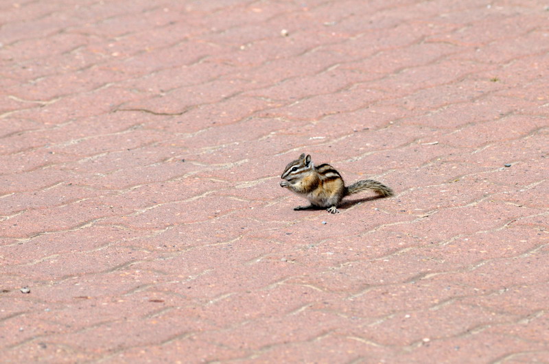 090719_091_malignelake_leastchipmunk