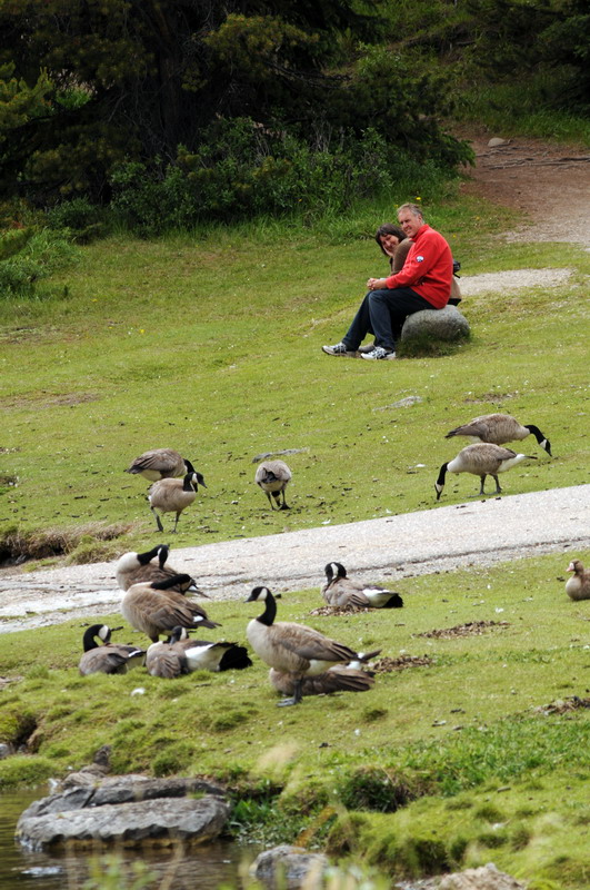090719_097_malignelake_canadiangeese