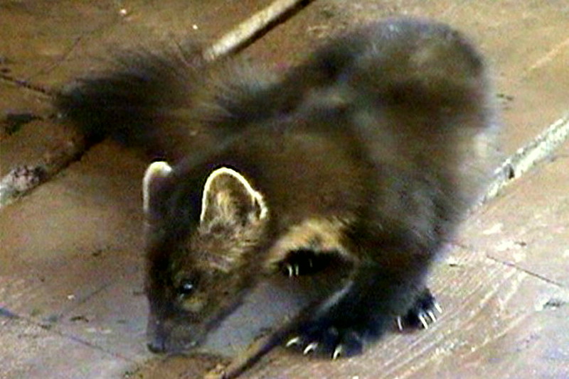 090719_097v_malignelake_youngwolverine