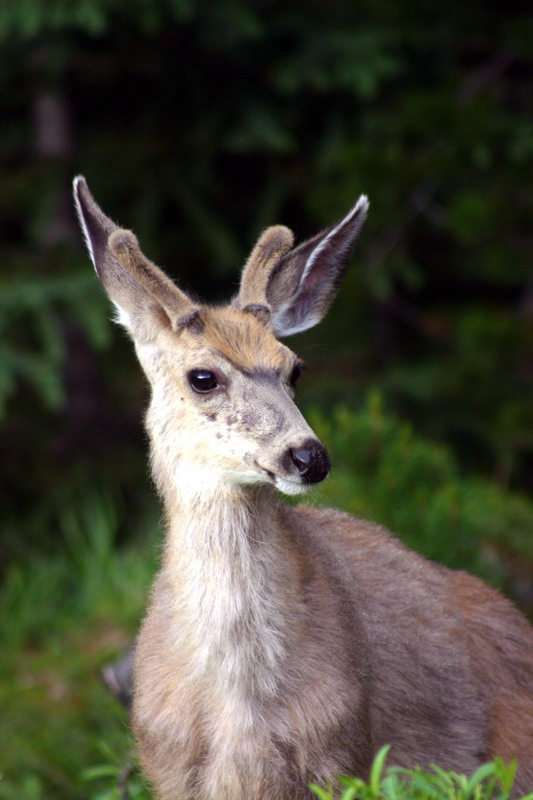 090719_110t_malignelakedeer