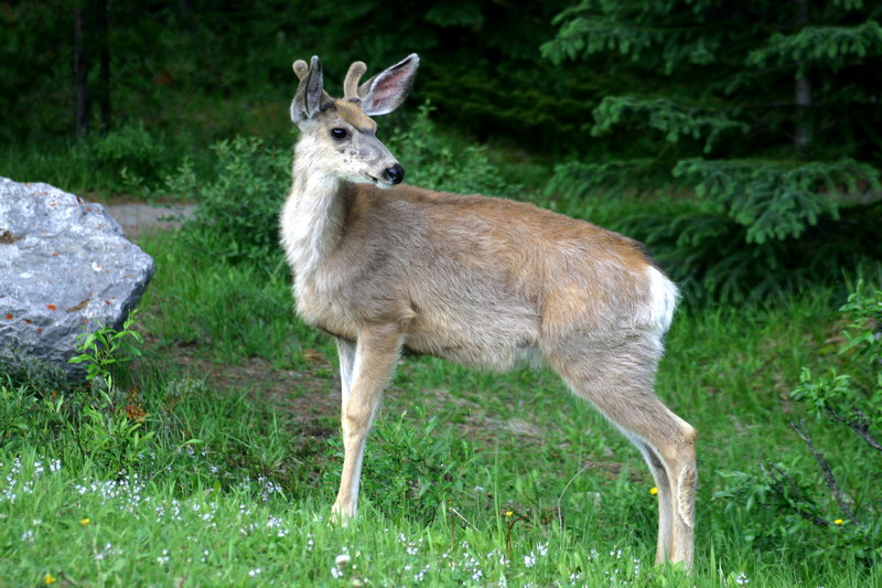090719_115t_malignelakedeer