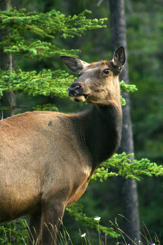 090719_125t1_maligneroad_elk