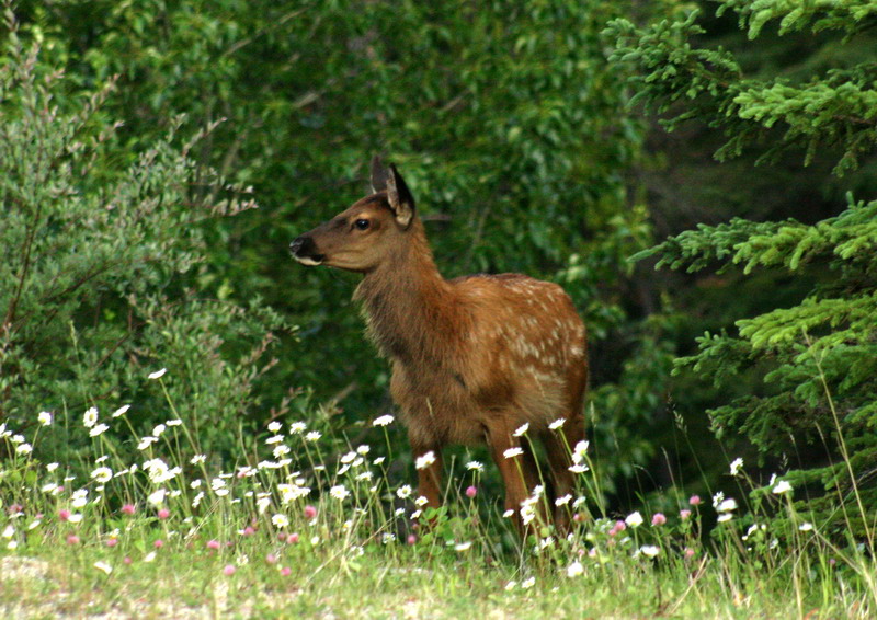 090719_125t2_maligneroad_elk