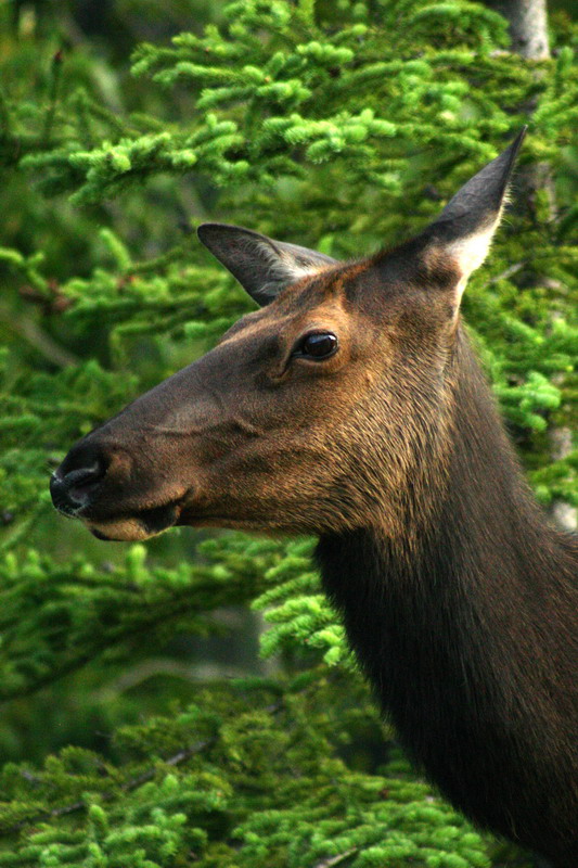 090719_125t3_maligneroad_elk