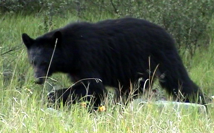 090719_128v_maligneroad_blackbear