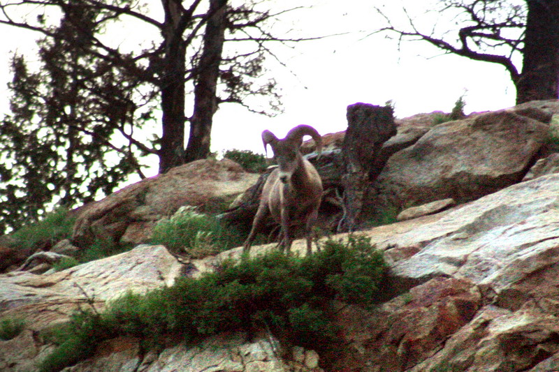 090719_129t1_highway16_bighornsheep