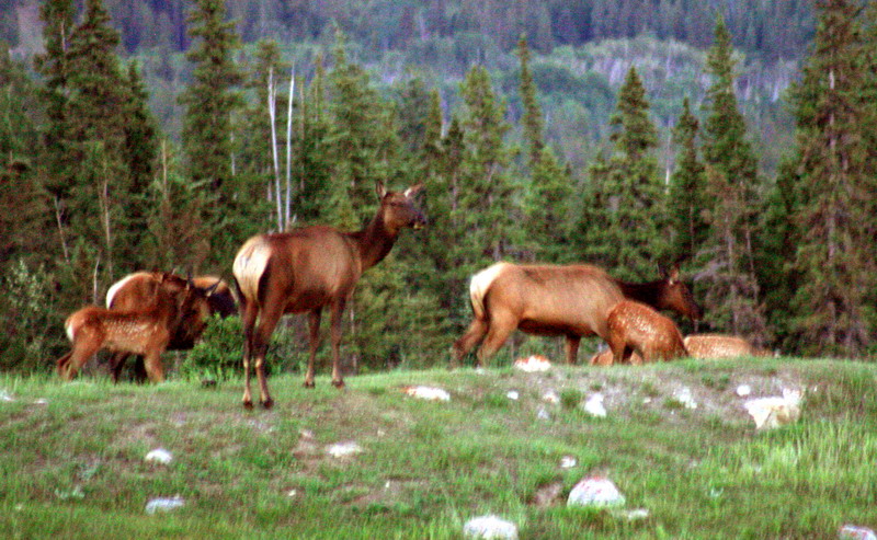 090719_129t3_highway16_elk