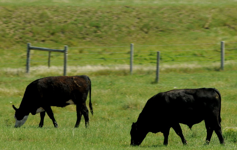 090721_056_prairie