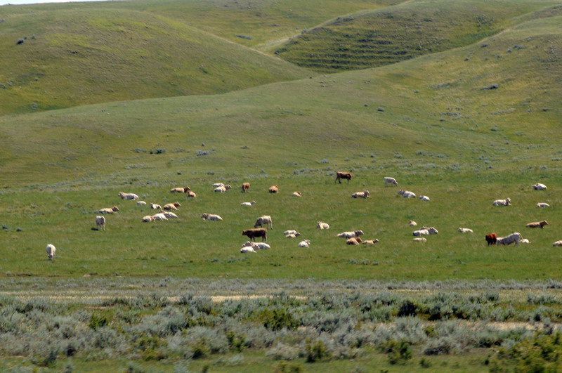 090721_059_prairie