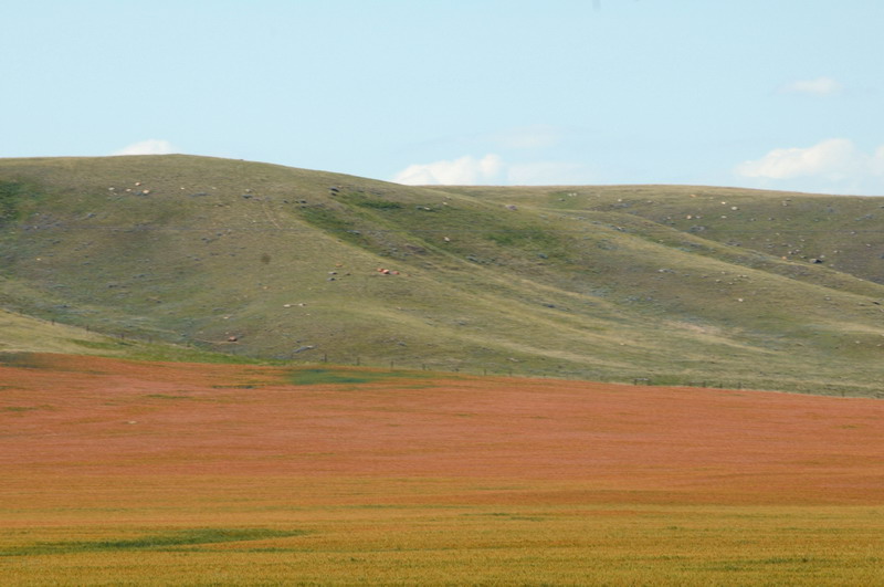 090721_062_prairie