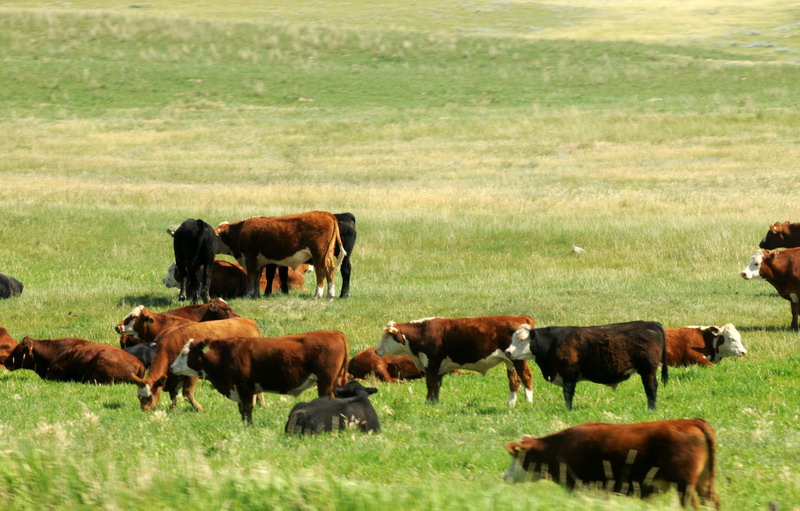090721_065_prairie