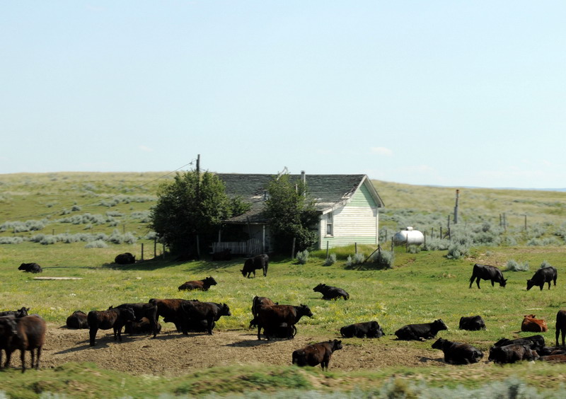 090721_066_prairie