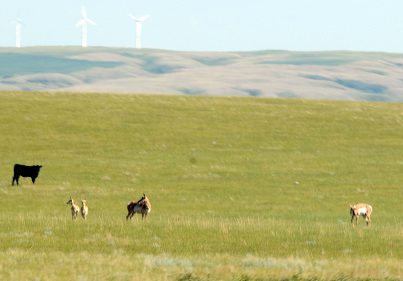 090721_070_prairie_pronghornantelopes