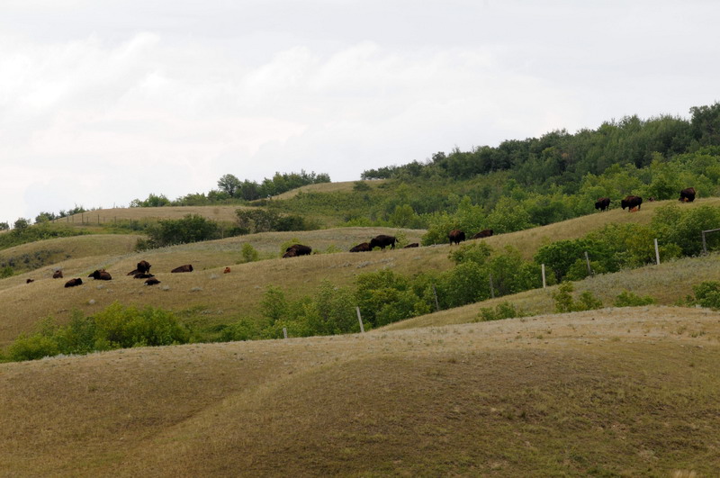 090729_015_buffalopoundprovpark