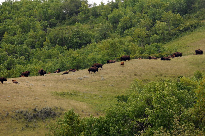 090729_036_buffalopoundprovpark