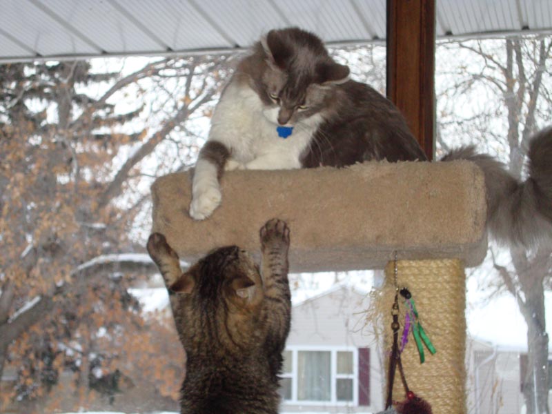 100131_06_gandalf_smokey