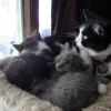 101031_01_rider_with_kittens