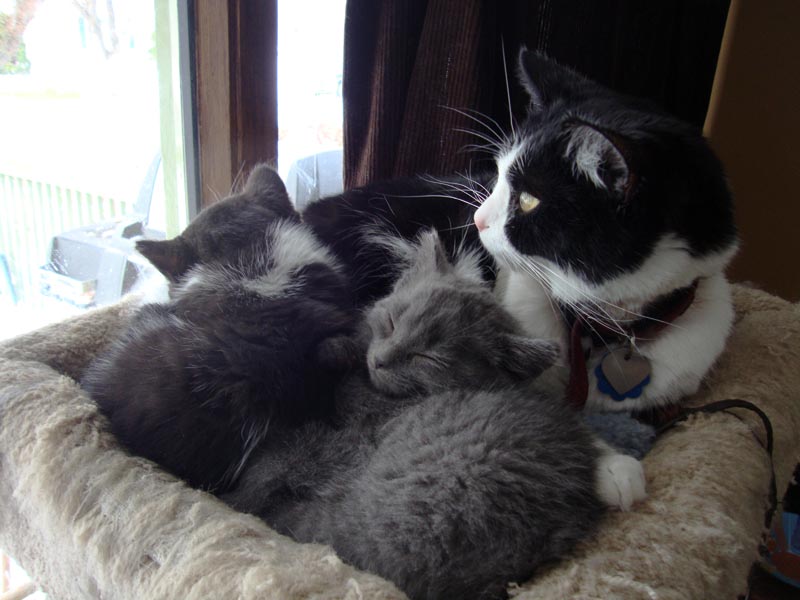 101031_01_rider_with_kittens