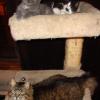 101104_01_kittens_smokey