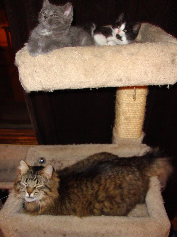 101104_01_kittens_smokey