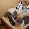 101125_02_cats