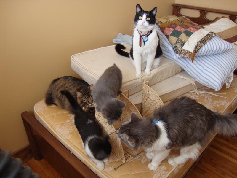 101125_02_cats