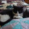101125_03_cats
