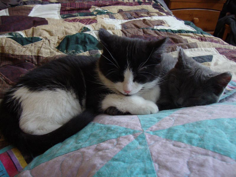 101125_03_cats