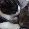 101125_04_cats