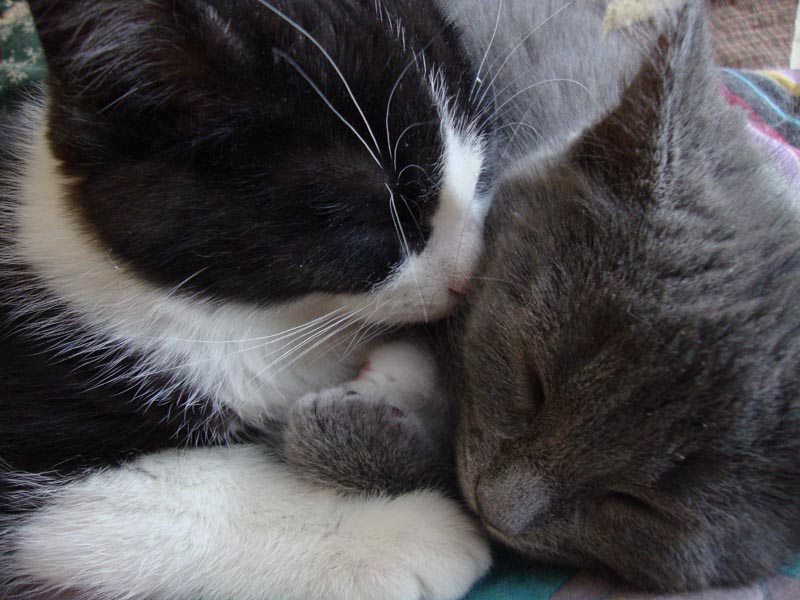 101125_04_cats