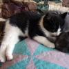 101125_05_cats