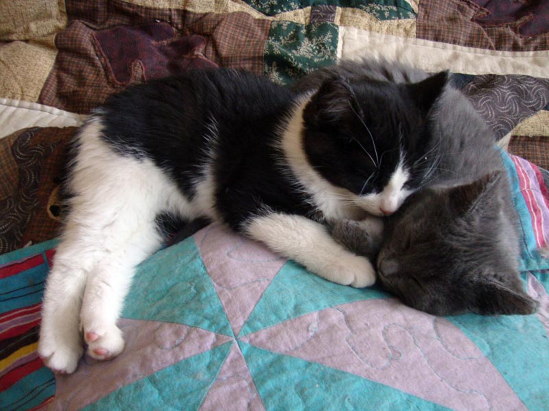 101125_05_cats