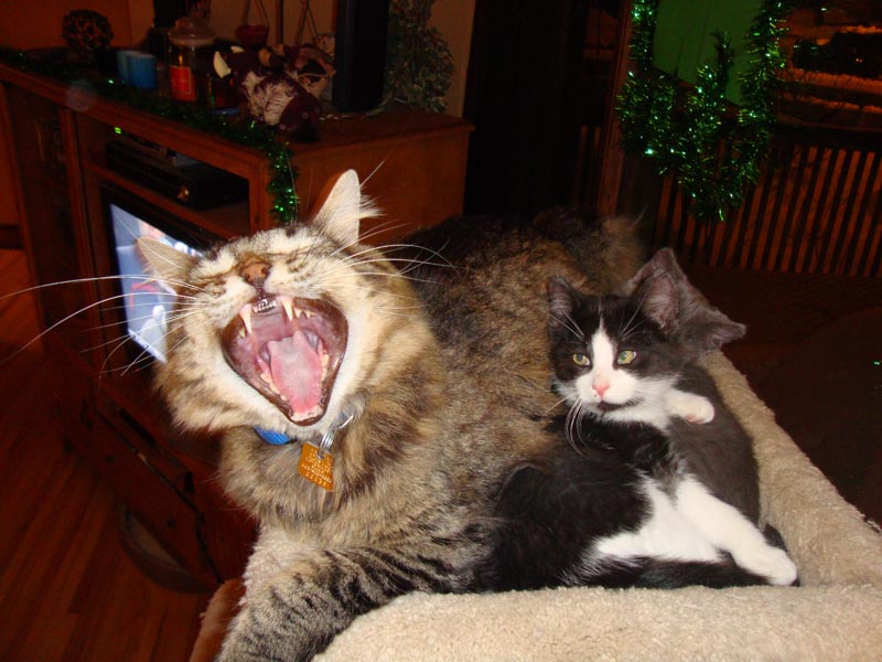 101128_02_cats