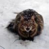 101130_04_smokey