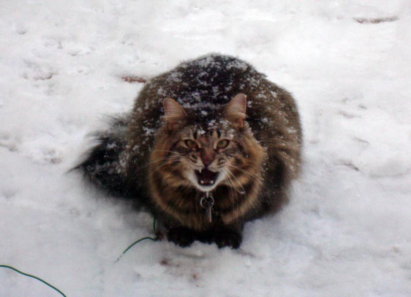 101130_04_smokey