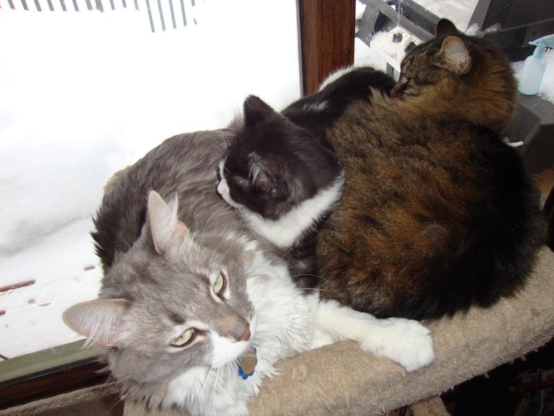 101130_07_cats