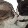 101130_08_cats