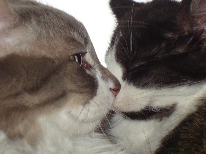 101130_08_cats