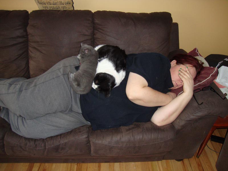 101130_10_cats_soothing_migraine