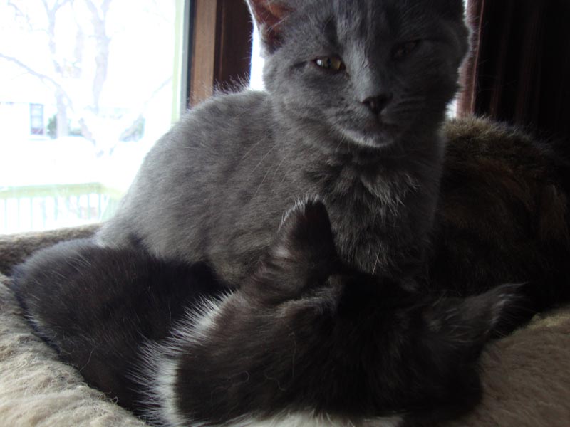 101130_11_cats