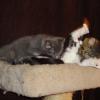 101130_13_cats
