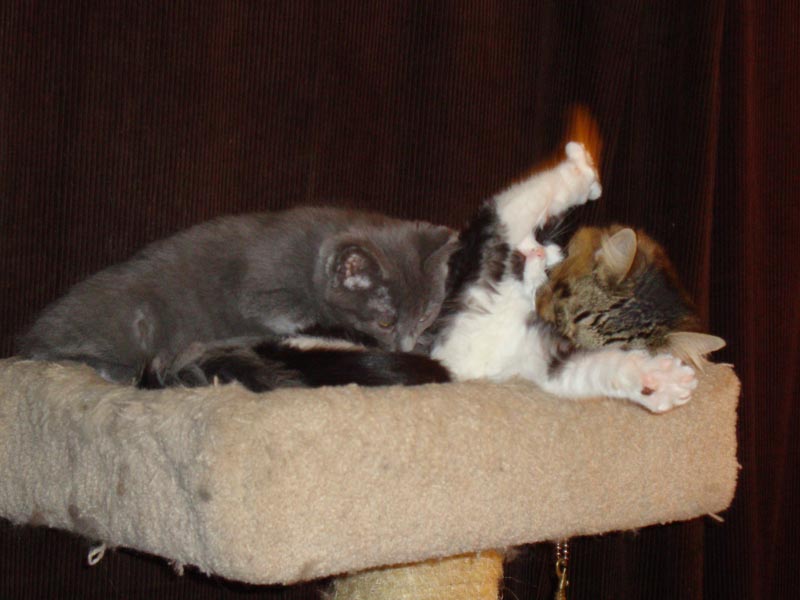 101130_13_cats