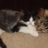 101130_14_cats