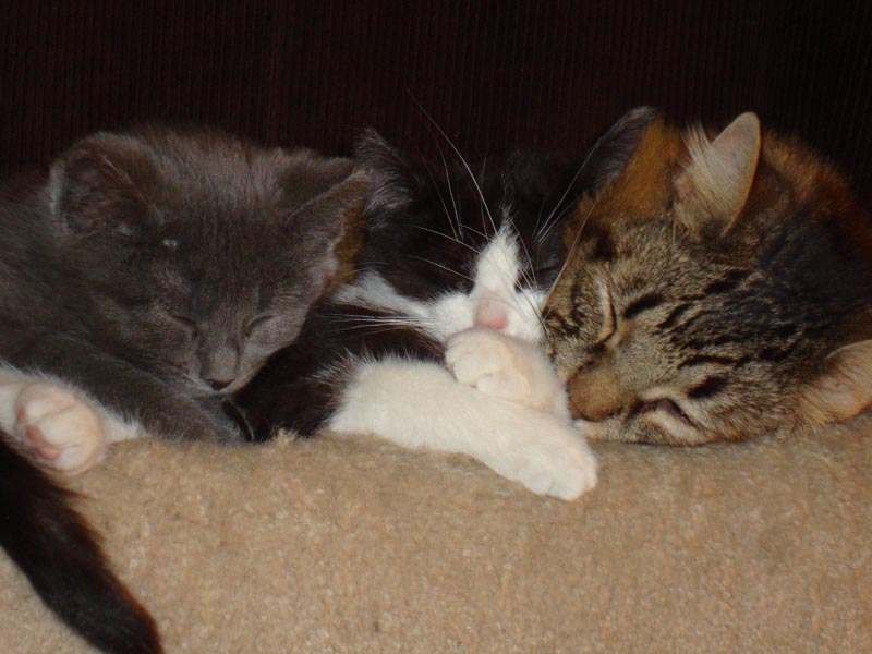 101130_14_cats