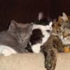 101130_15_cats