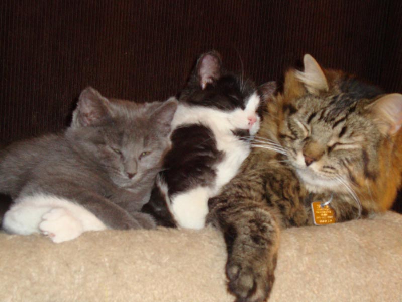 101130_15_cats